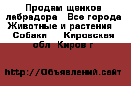 Продам щенков лабрадора - Все города Животные и растения » Собаки   . Кировская обл.,Киров г.